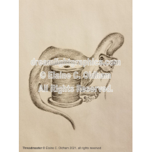 Threadmaster mini print of pencil drawing by Elaine C. Oldham